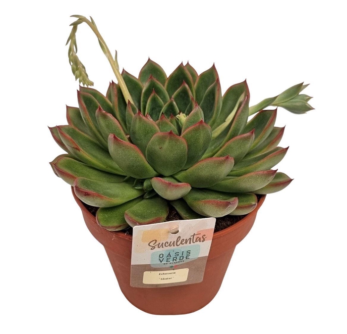 <h4>Echeveria Skater</h4>