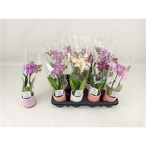 Phal Mini