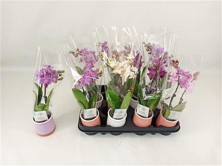 <h4>Phal Mini</h4>