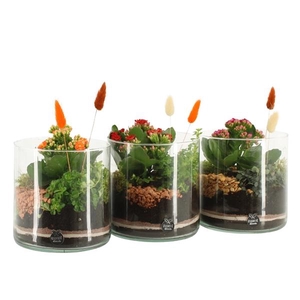 41586: Treasure time arrangement