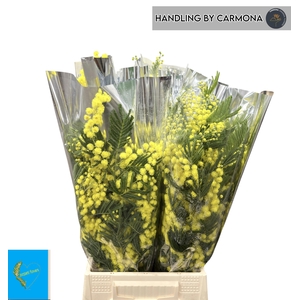 ACACIA BAILEYA BL BS