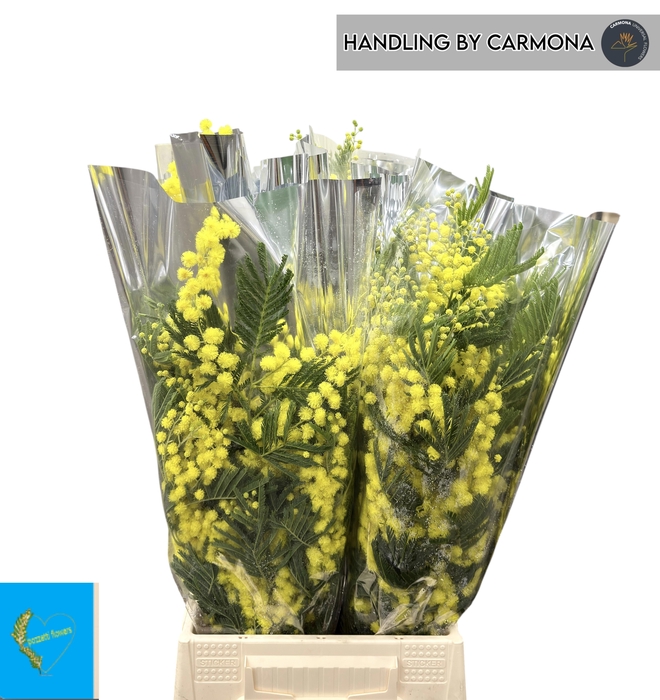 <h4>ACACIA BAILEYA BL BS</h4>