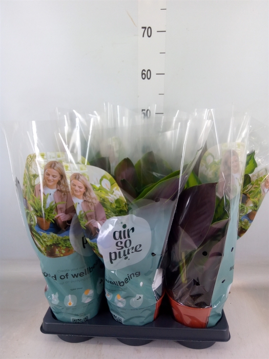 <h4>Calathea   ...</h4>