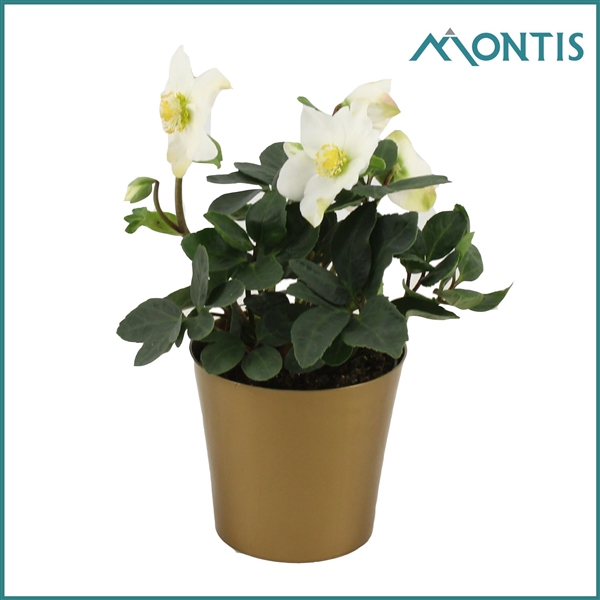 <h4>Helleborus Christmas Carol 15 cm Golden Stars</h4>