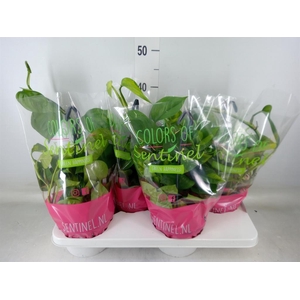 Epipremnum pinn. 'Global Green'