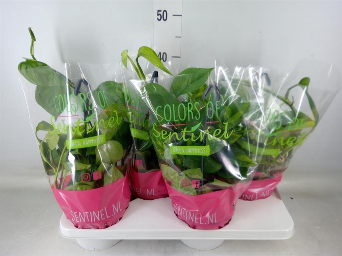 <h4>Epipremnum pinn. 'Global Green'</h4>