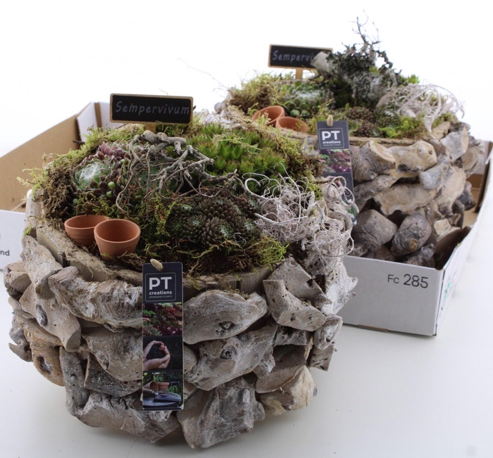 <h4>ARR SEMPERVIVUM</h4>