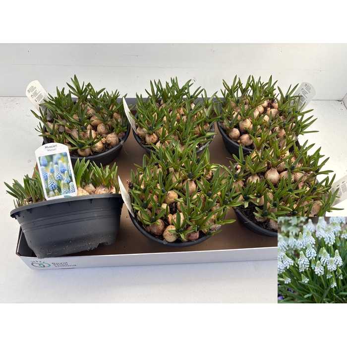 <h4>MUSCAR MANON</h4>