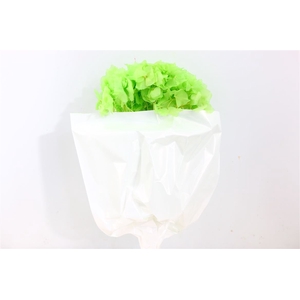 Pres Hydr Green Bunch Head 16-18cm