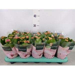 Kalanchoe blos. 'Serenity Prp whit'