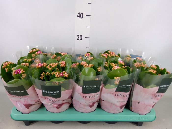 <h4>Kalanchoe blos. 'Serenity Prp whit'</h4>