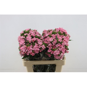 Di Barb Princess Pink