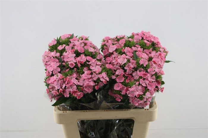 <h4>Di Barb Princess Pink</h4>