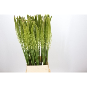 Eremurus Moneymaker
