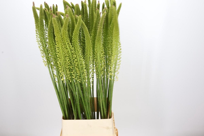<h4>Eremurus Moneymaker</h4>