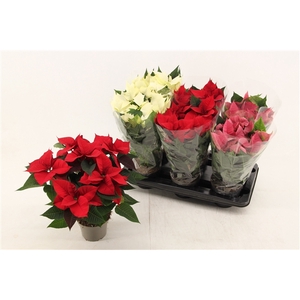 Poinsettia mix doos/tray