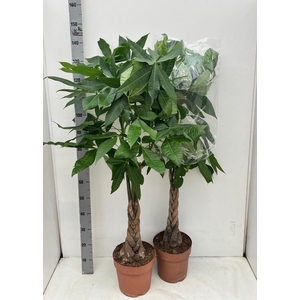 PACHIRA AQUATICA