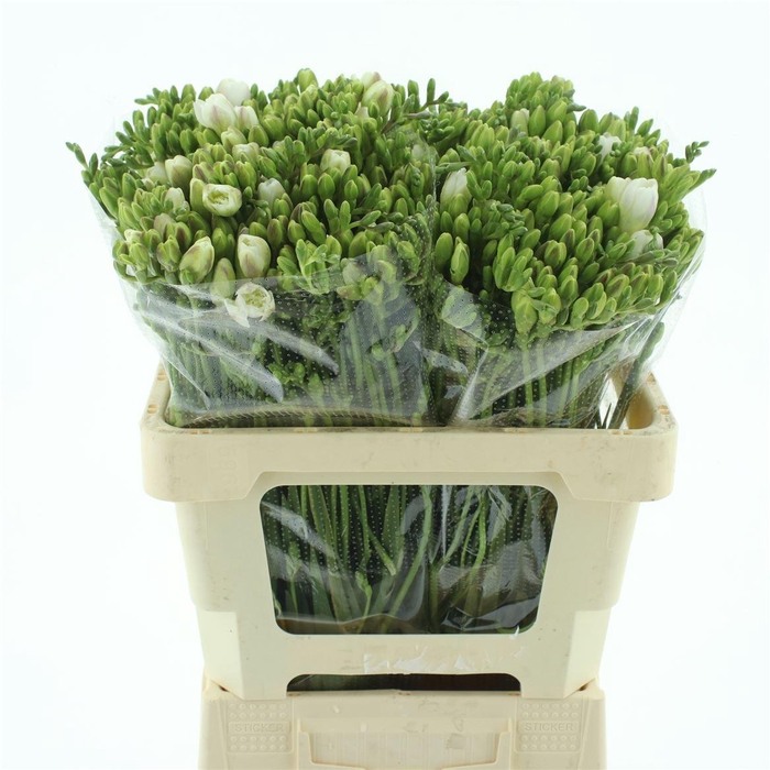 <h4>Fr Du Versailles</h4>