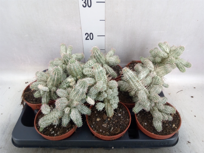 Euphorbia mammillaris