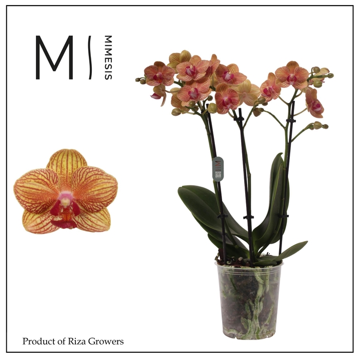 <h4>Phalaenopsis Penny Love 3 spike - 12cm | Mimesis</h4>