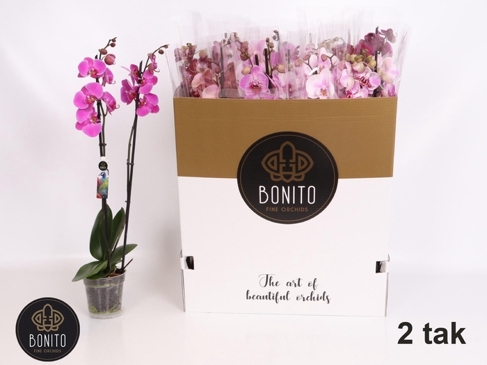 <h4>PHAL GEM 7 KL</h4>