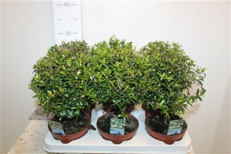 <h4>Myrtus Com</h4>