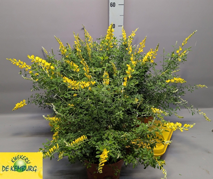 <h4>GENISTA X SP</h4>