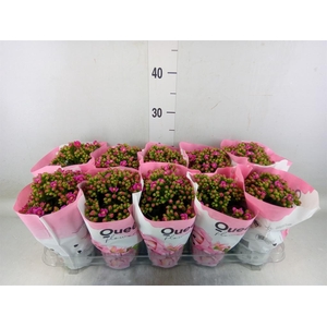 Kalanchoe  'MoreFlow Augusta'