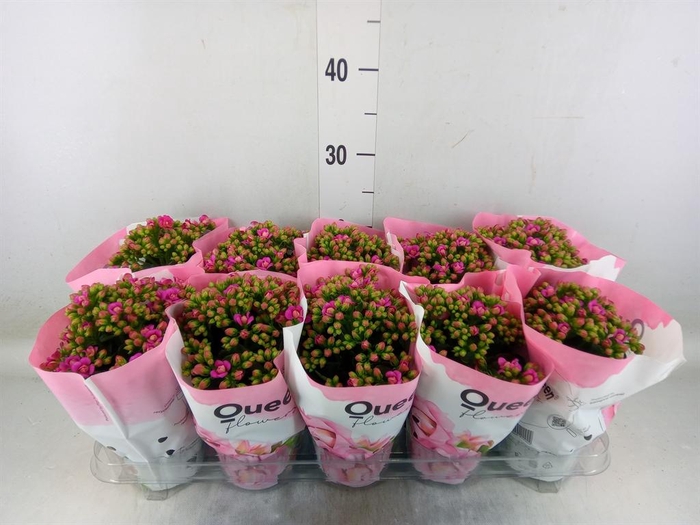 <h4>Kalanchoe  'MoreFlow Augusta'</h4>