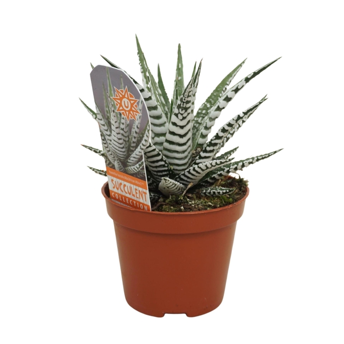 <h4>Haworthia fasciata 'Alba'</h4>