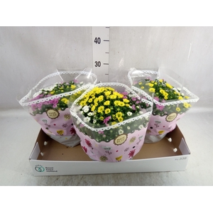 Chrysanthemum   ..mix/pot