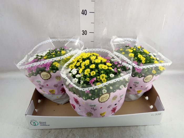 Chrysanthemum   ..mix/pot