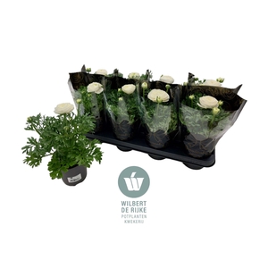 Ranunculus Wit in hoes (Ranonkel)