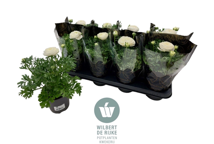 <h4>Ranunculus Wit in hoes (Ranonkel)</h4>