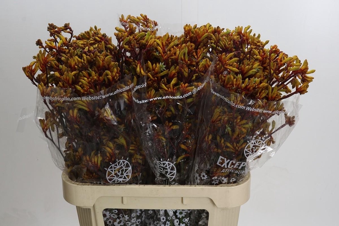 <h4>Anigozanthos Gold Fever</h4>