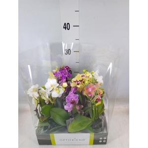 Phalaenopsis multi.   ...mix  5