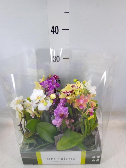 <h4>Phalaenopsis multi.   ...mix  5</h4>