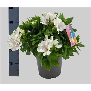 Alstroemeria Inticancha Magic White