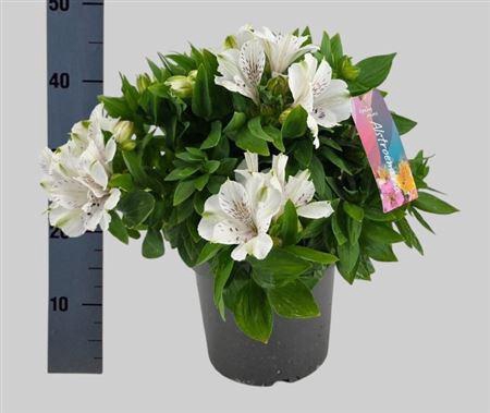 <h4>Alstroemeria Inticancha Magic White</h4>