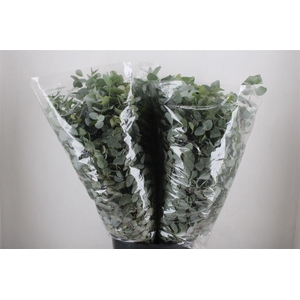 Euca Cinerea 200gr P Bunch