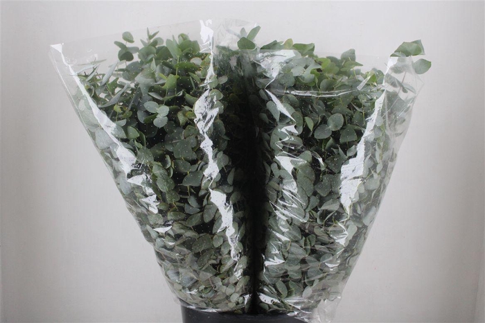 <h4>Euca Cinerea 200gr P Bunch</h4>