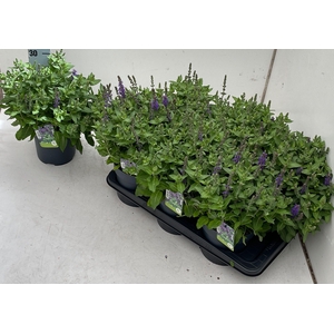 SALVIA NE OV