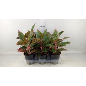 Aglaonema  'Jungle Red'