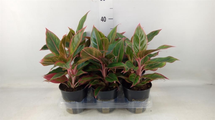 <h4>Aglaonema 'Jungle Red'</h4>