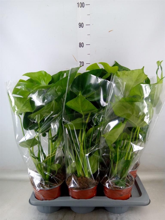 <h4>Monstera delic.</h4>