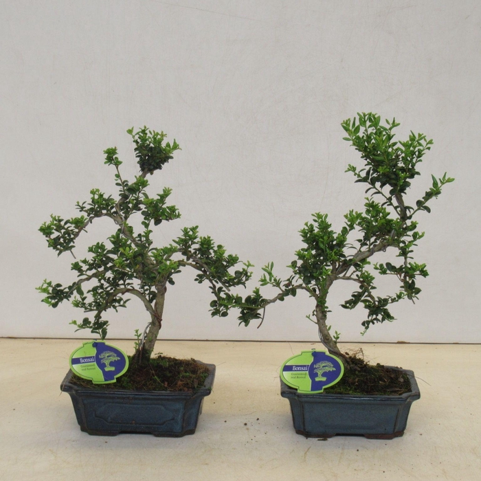 <h4>ilex crenata, 19 cm shape round leaf, without drip tray</h4>