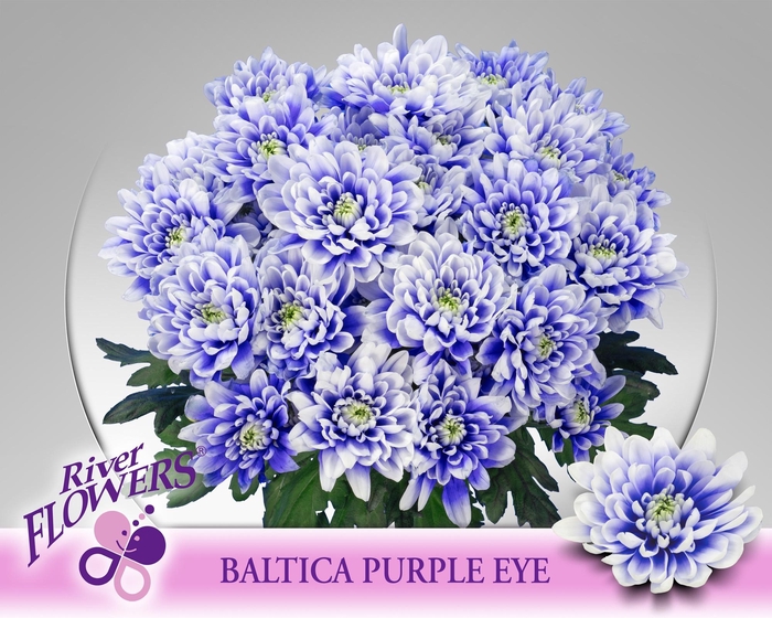<h4>Baltica Purple Eye 90 gram</h4>