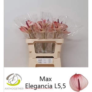 ANTH A MAX ELEGAN H20