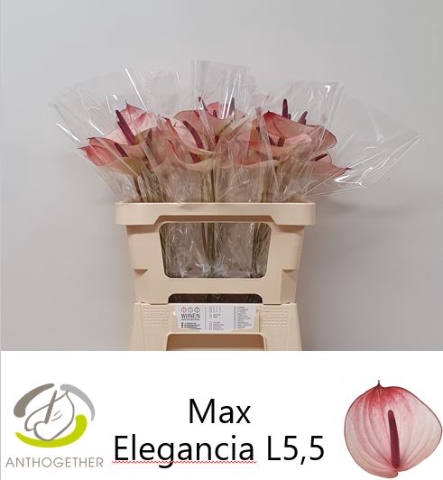 <h4>ANTH A MAX ELEGAN H20</h4>