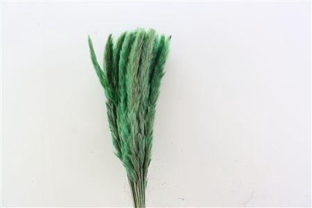<h4>Dried Fluffy Pampas Light Green 20pcs Bunch</h4>